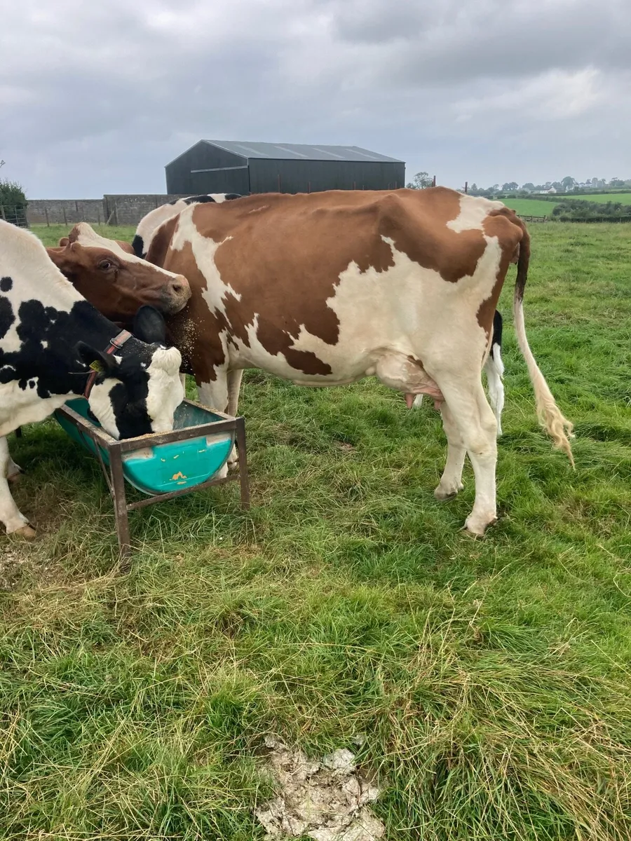 Cow - Image 3