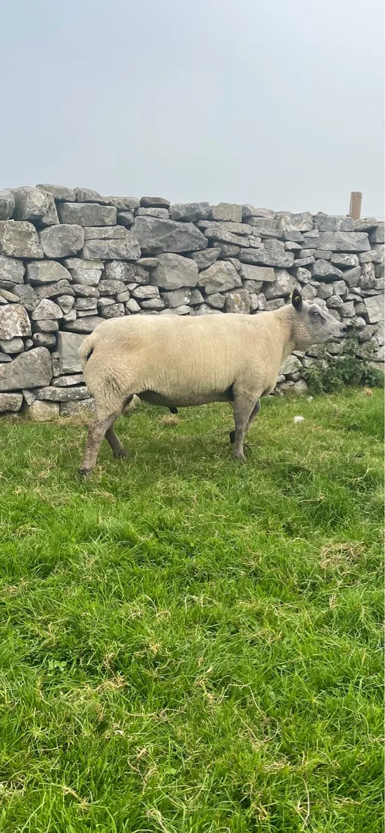 Millennium blue ram - Image 2
