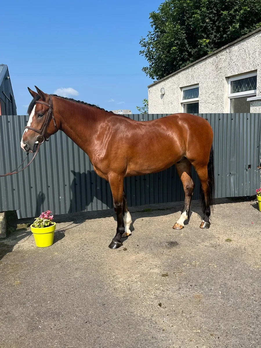 15HH Full Connemara - Image 1