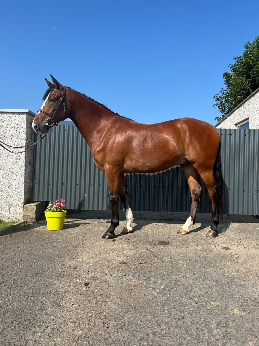 15HH Full Connemara - Image 3