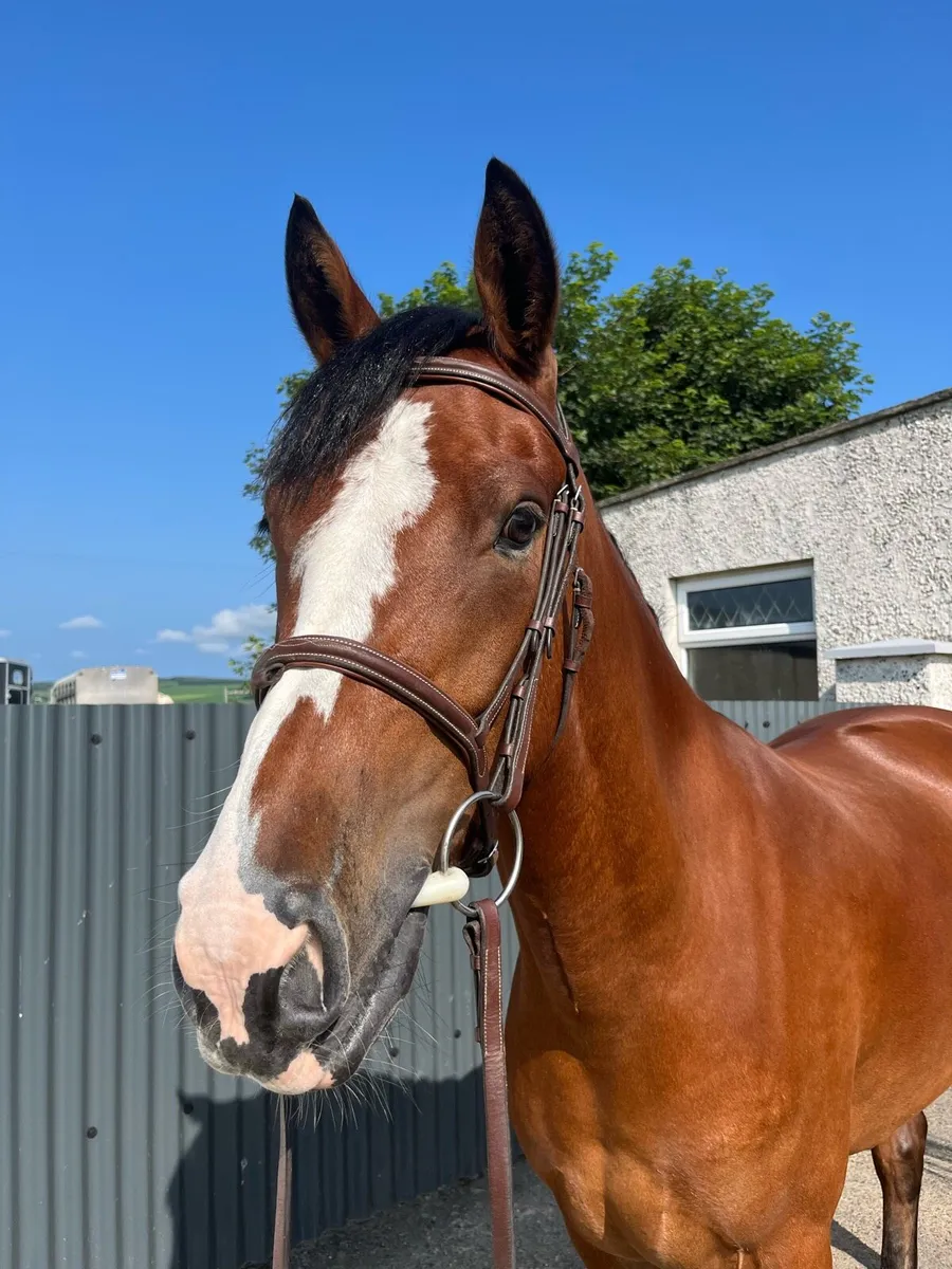 15HH Full Connemara - Image 4