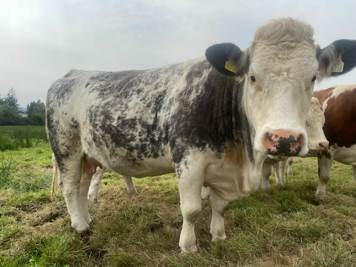 *SUPER QUALITY IN CALF SIMMENTAL HEIFERS* - Image 1