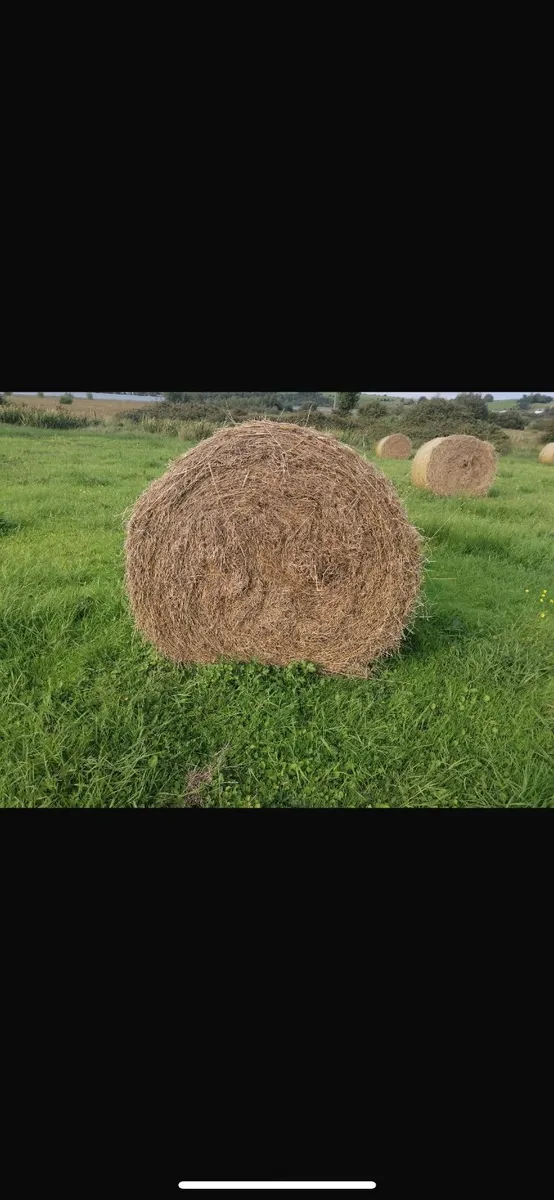 Hay - Image 2