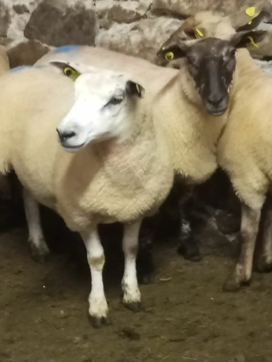 Hoggets - Image 1