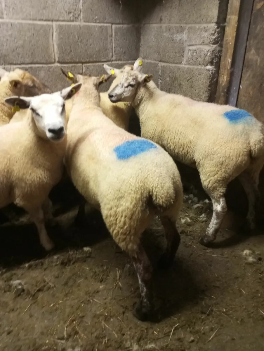 Hoggets - Image 3