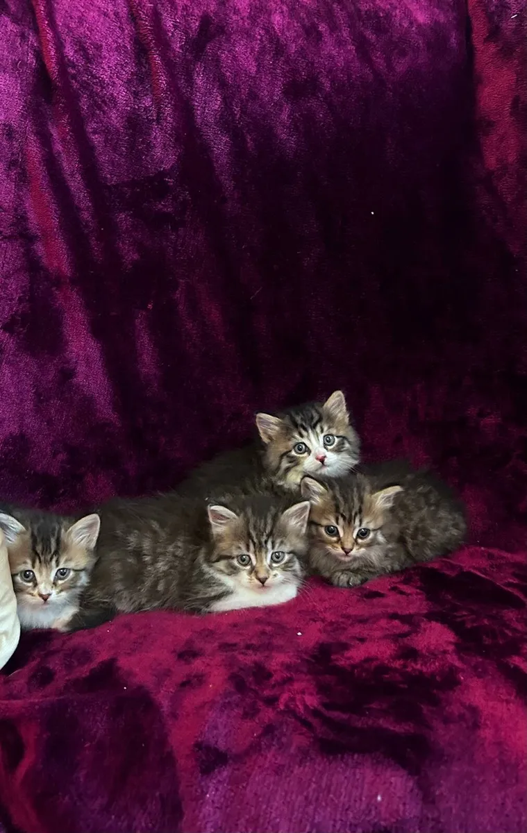 Purebred Siberian kittens - Image 1
