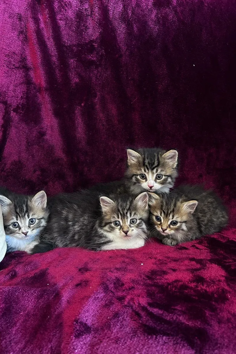 Purebred Siberian kittens - Image 2