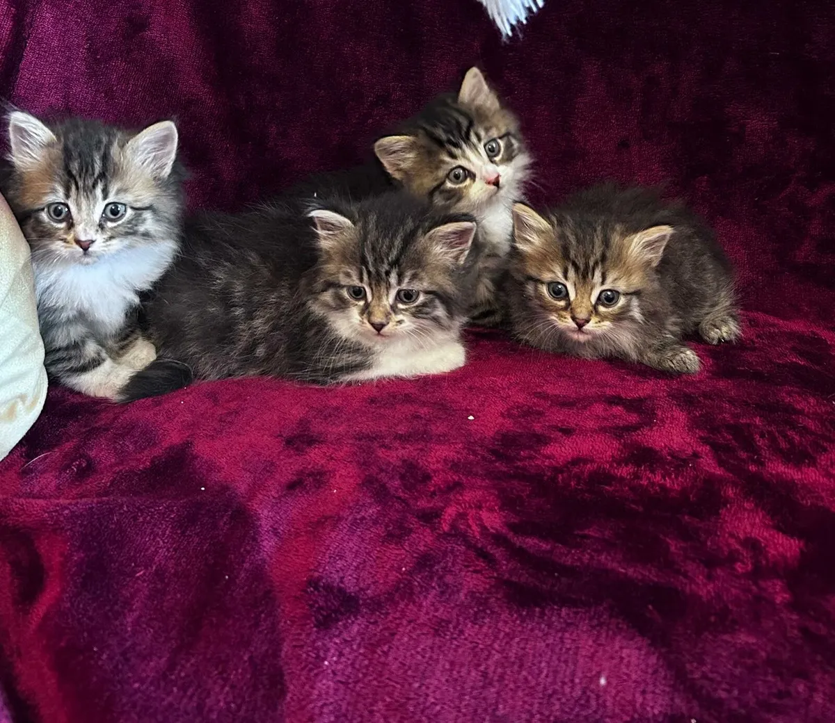 Purebred Siberian kittens - Image 3