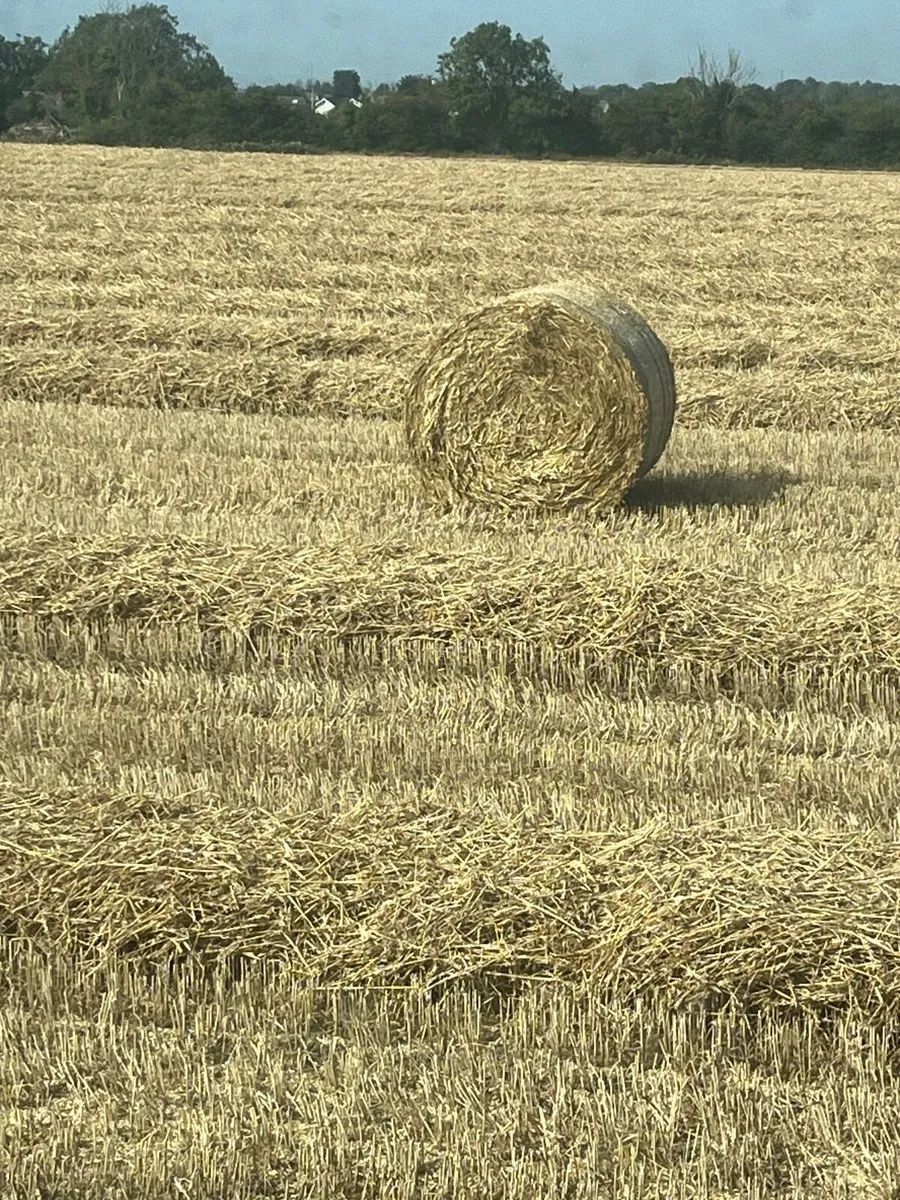 Wheaten straw feeding straw