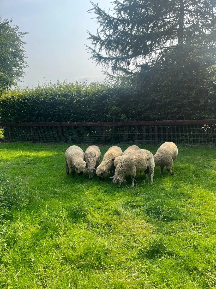 Charollais and Hampshire down ram lambs - Image 1
