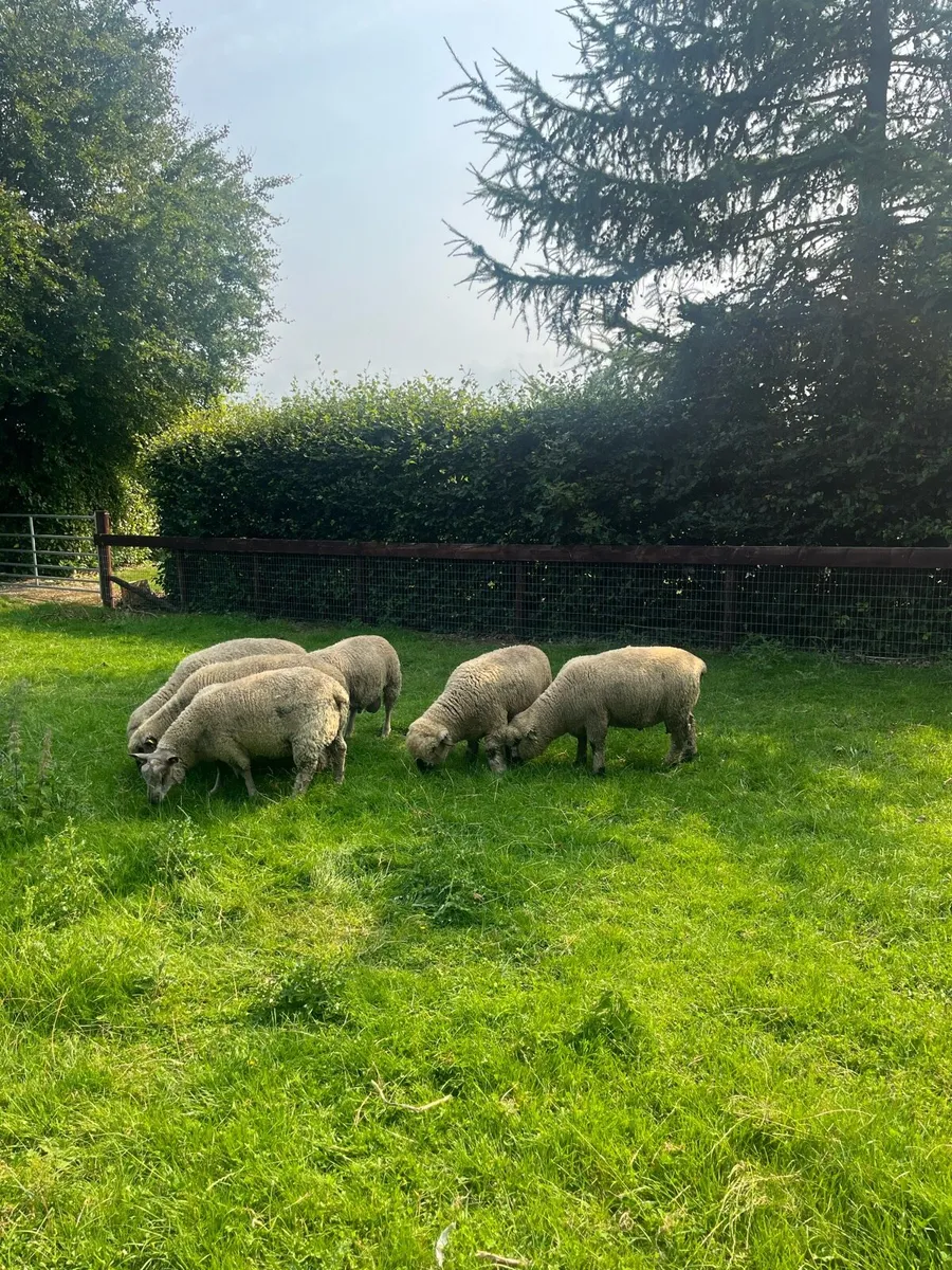 Charollais and Hampshire down ram lambs - Image 2