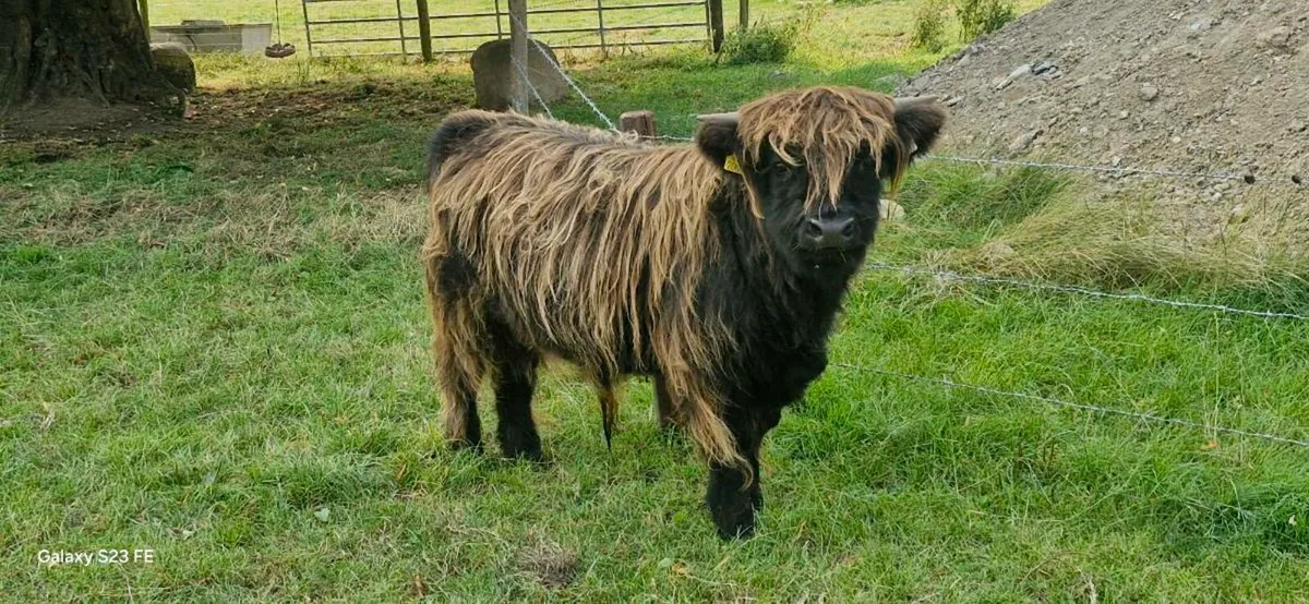 Highland bulls - Image 1