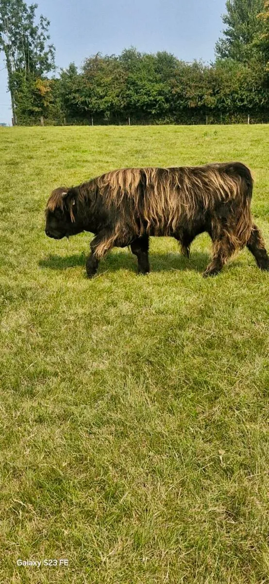 Highland bulls - Image 2