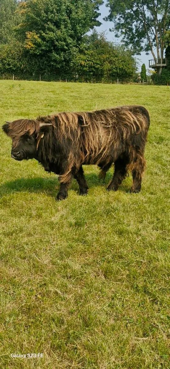 Highland bulls - Image 3
