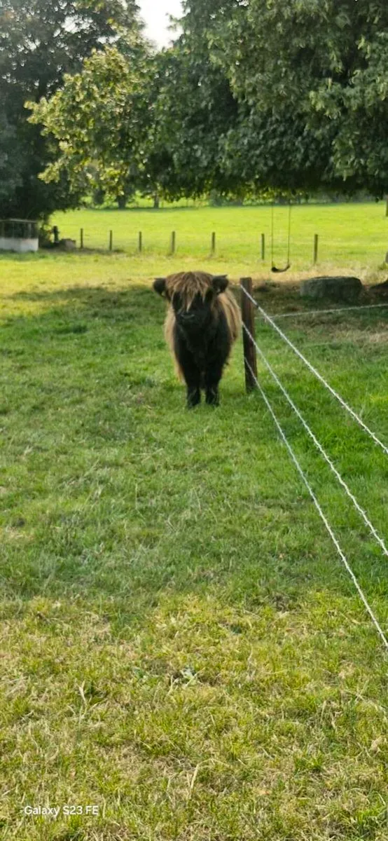 Highland bulls - Image 4