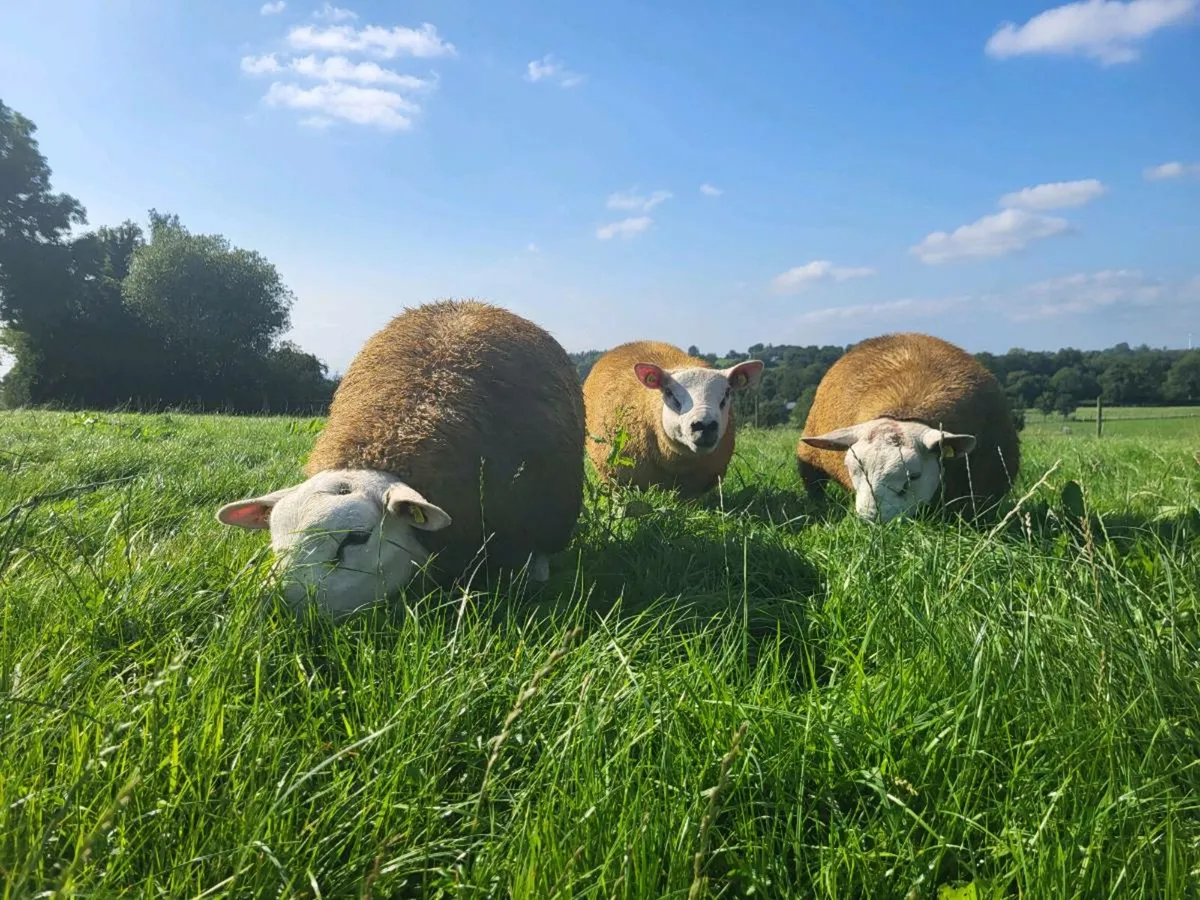 Texel Ram Lambs SIS 5 star Kilkenny mart 23/08/25 - Image 2