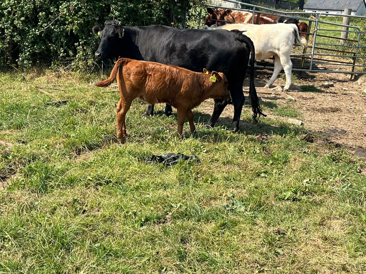 Dexter Cattle Enniscorthy Mart 19th of August - Image 1
