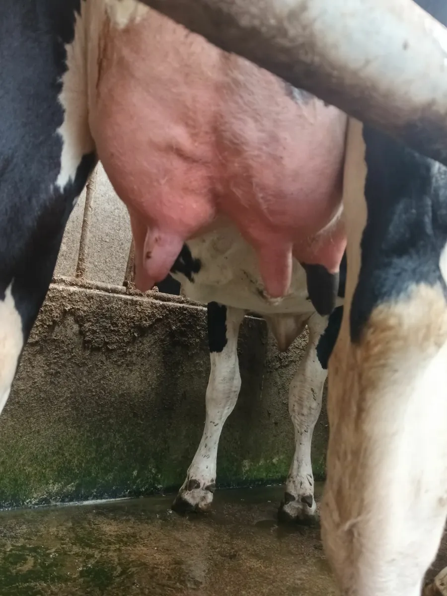 Freshly calved cow - Image 1