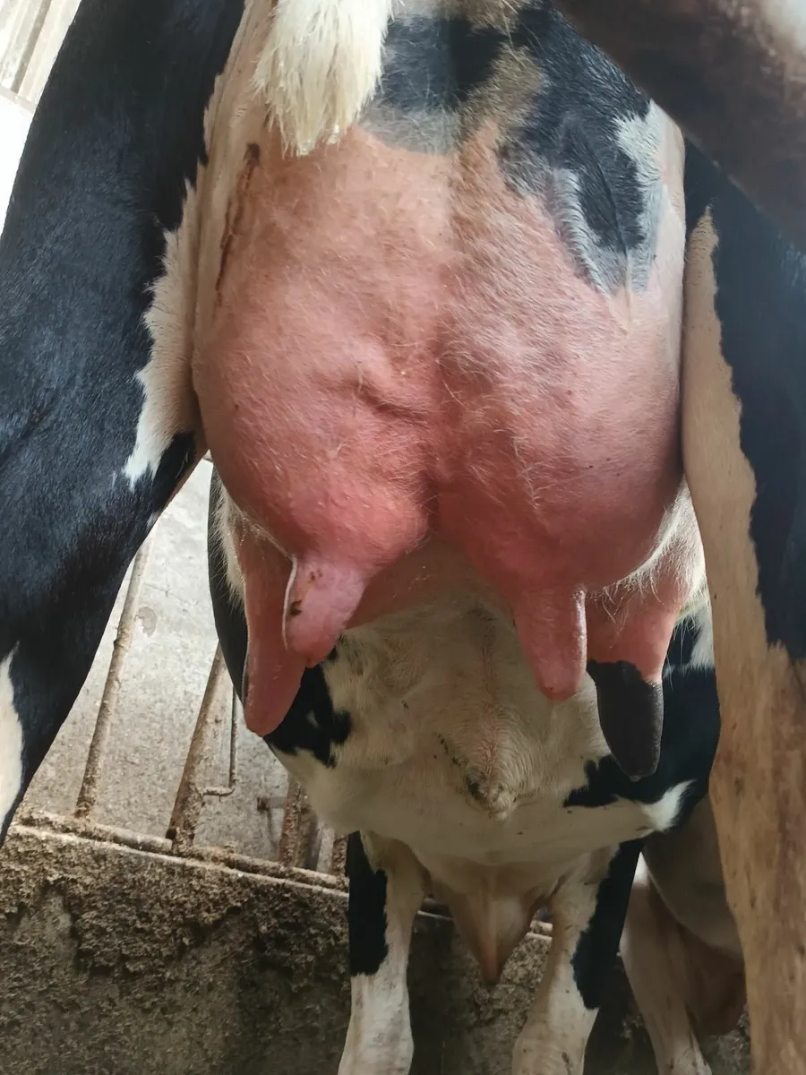 Freshly calved cow - Image 2