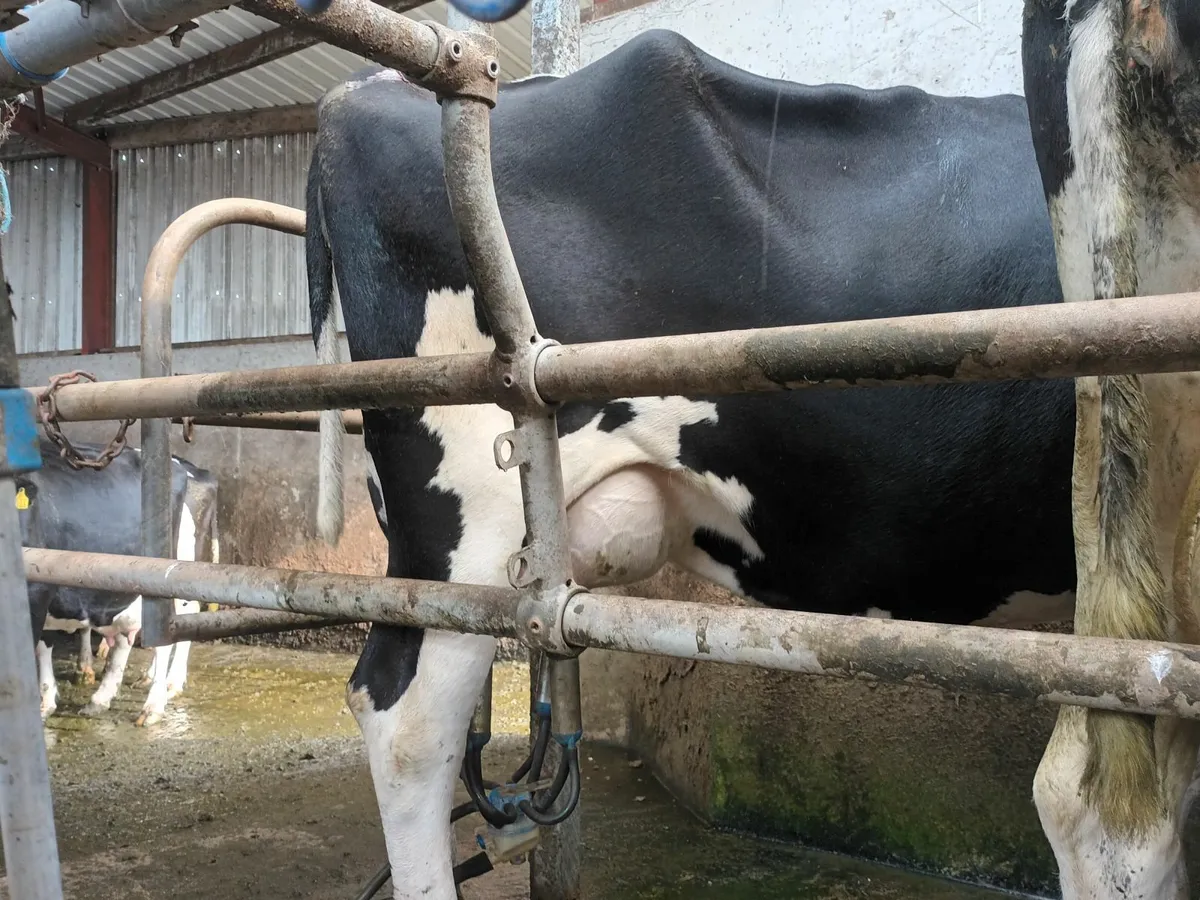 Freshly calved cow - Image 3