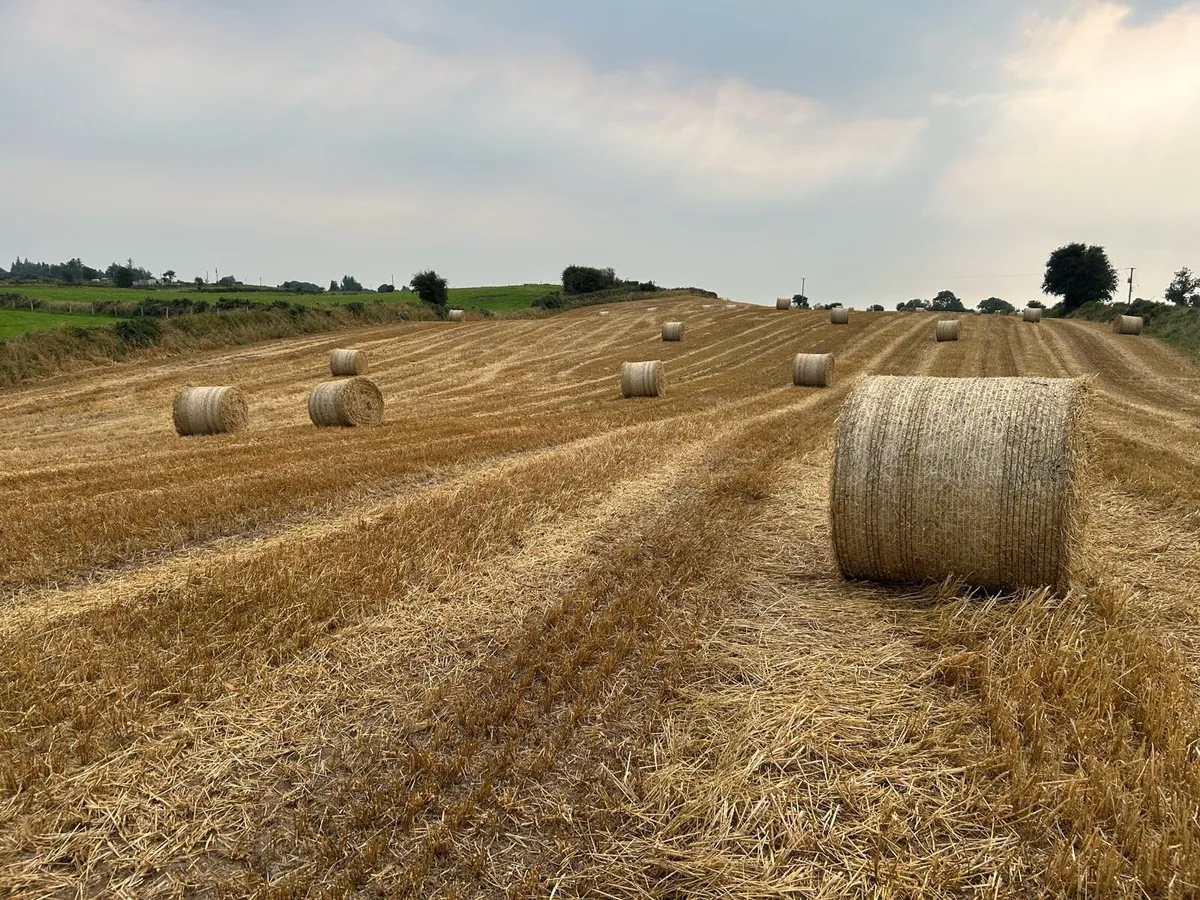 Straw - Image 2