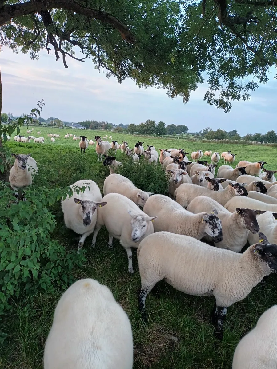 Sheep - Image 1