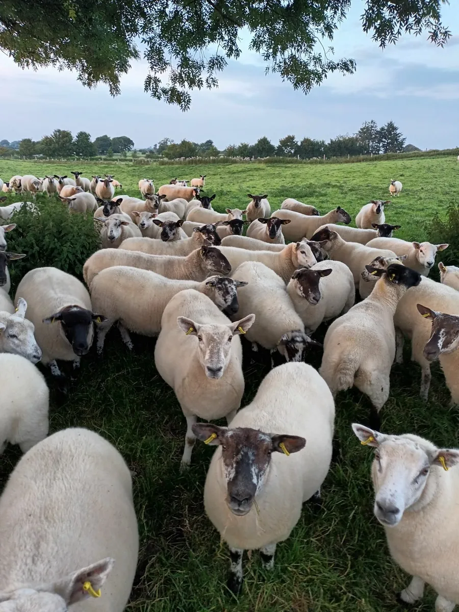 Sheep - Image 2