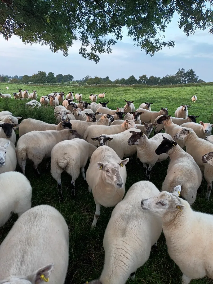Sheep - Image 3