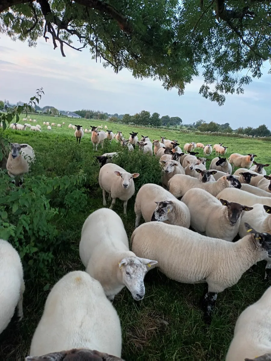 Sheep - Image 4