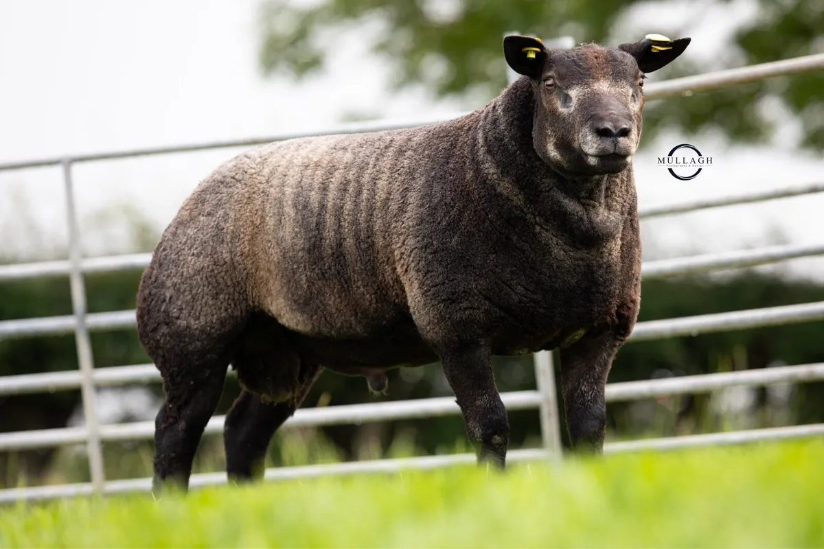 PBR Blue Texel ewe and ram lambs - Image 1