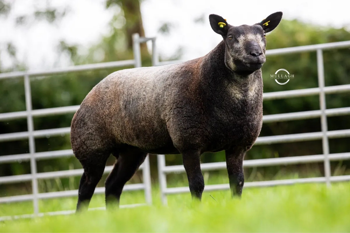 PBR Blue Texel ewe and ram lambs - Image 2