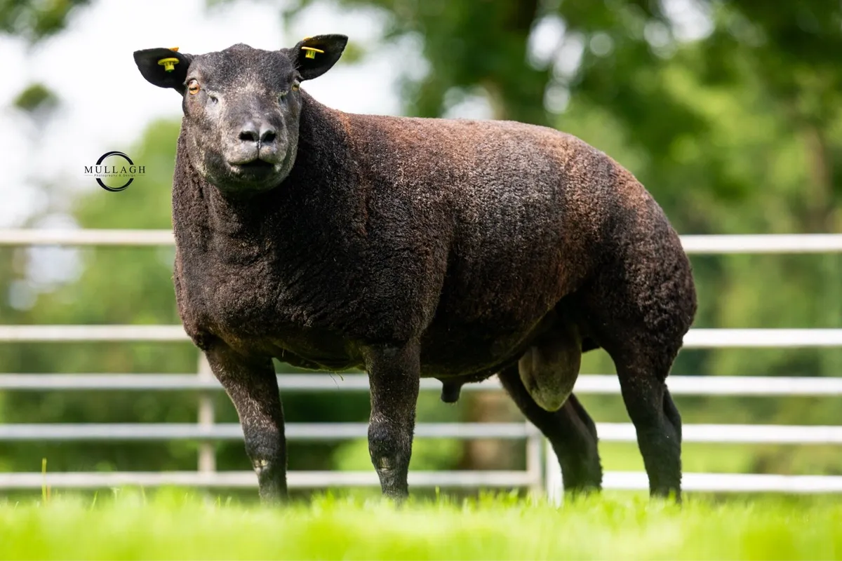 PBR Blue Texel ewe and ram lambs - Image 3