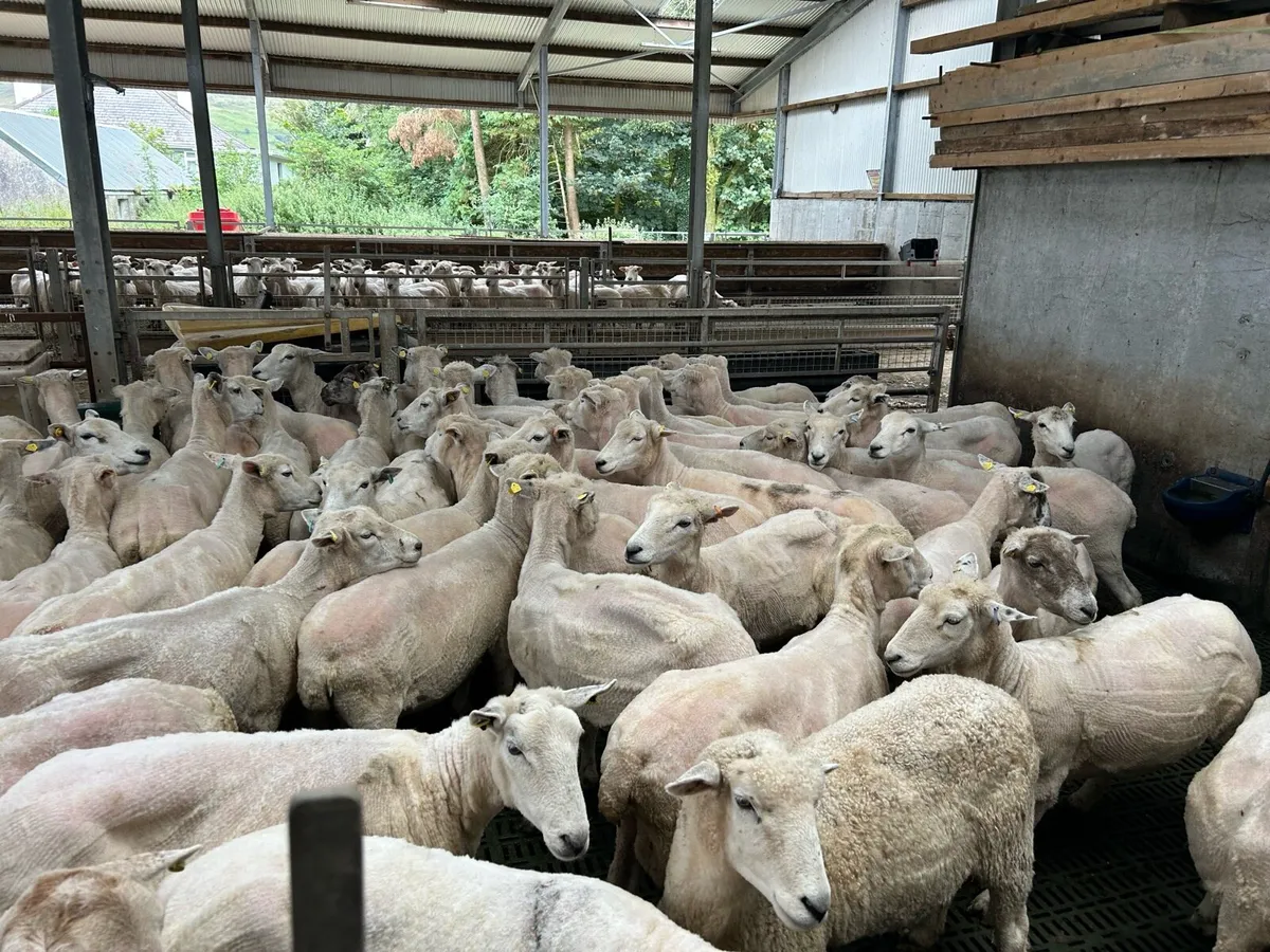 Aged ewes for sale - Image 3