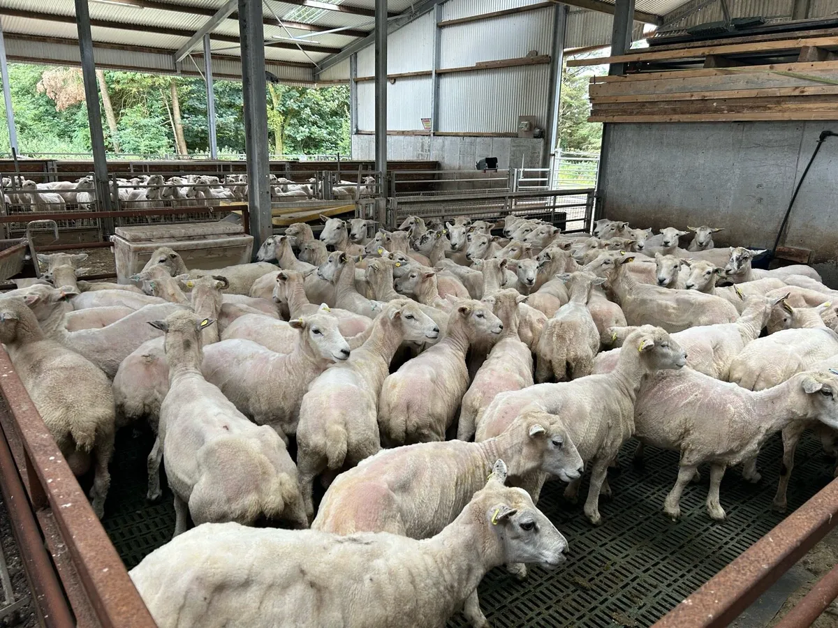Aged ewes for sale - Image 4