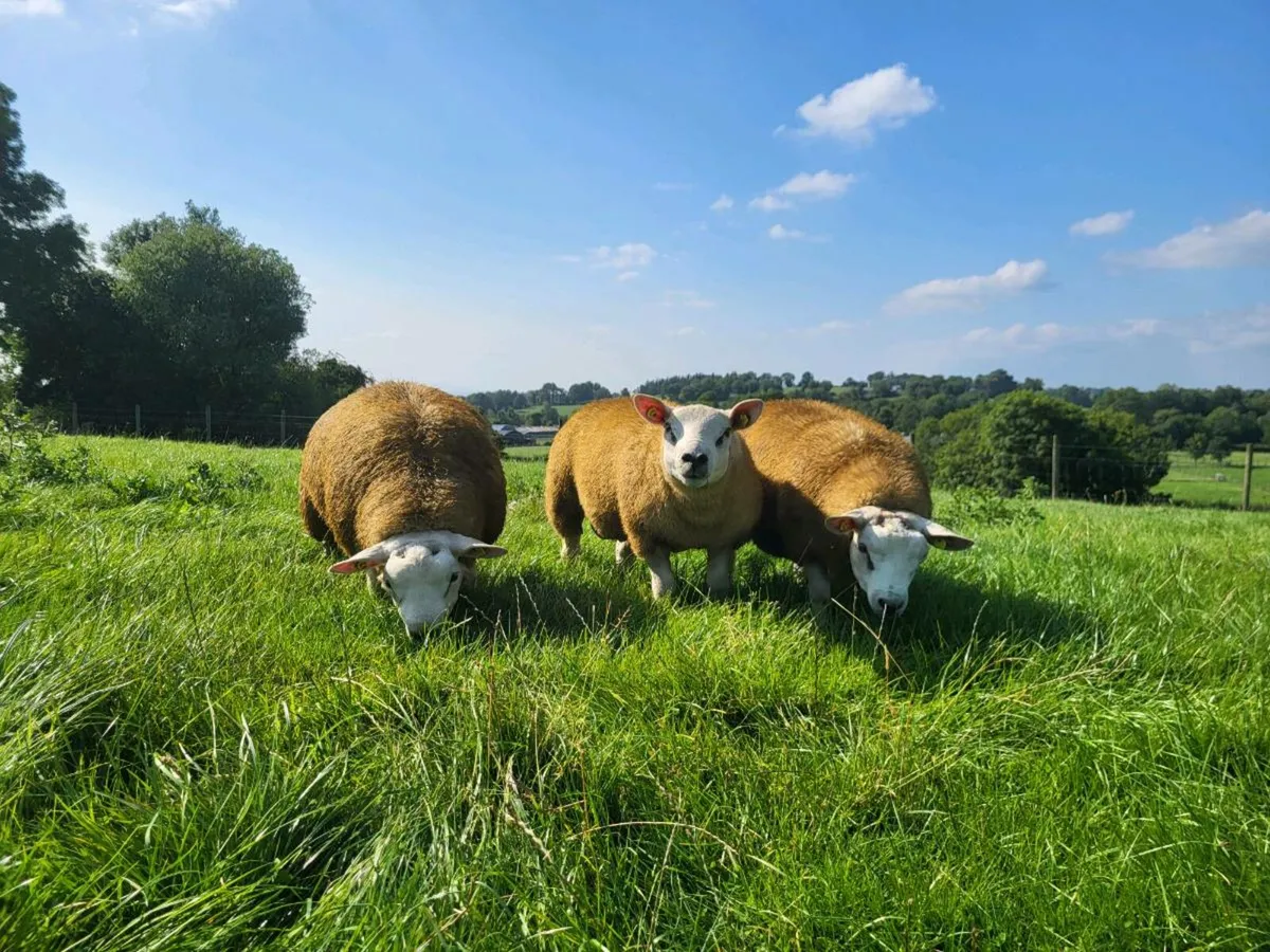 Texel Ram Lambs SIS 5 star Kilkenny mart 23/08/25 - Image 4