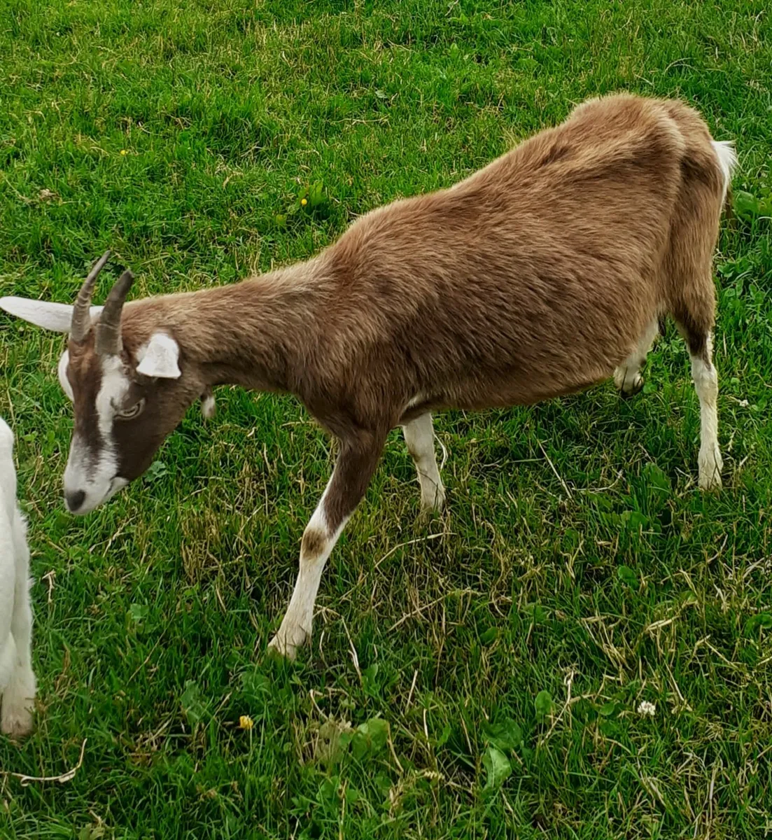 Goats - Image 1