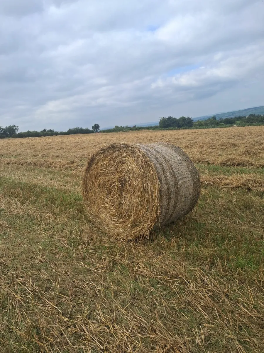 Oaten straw - Image 1