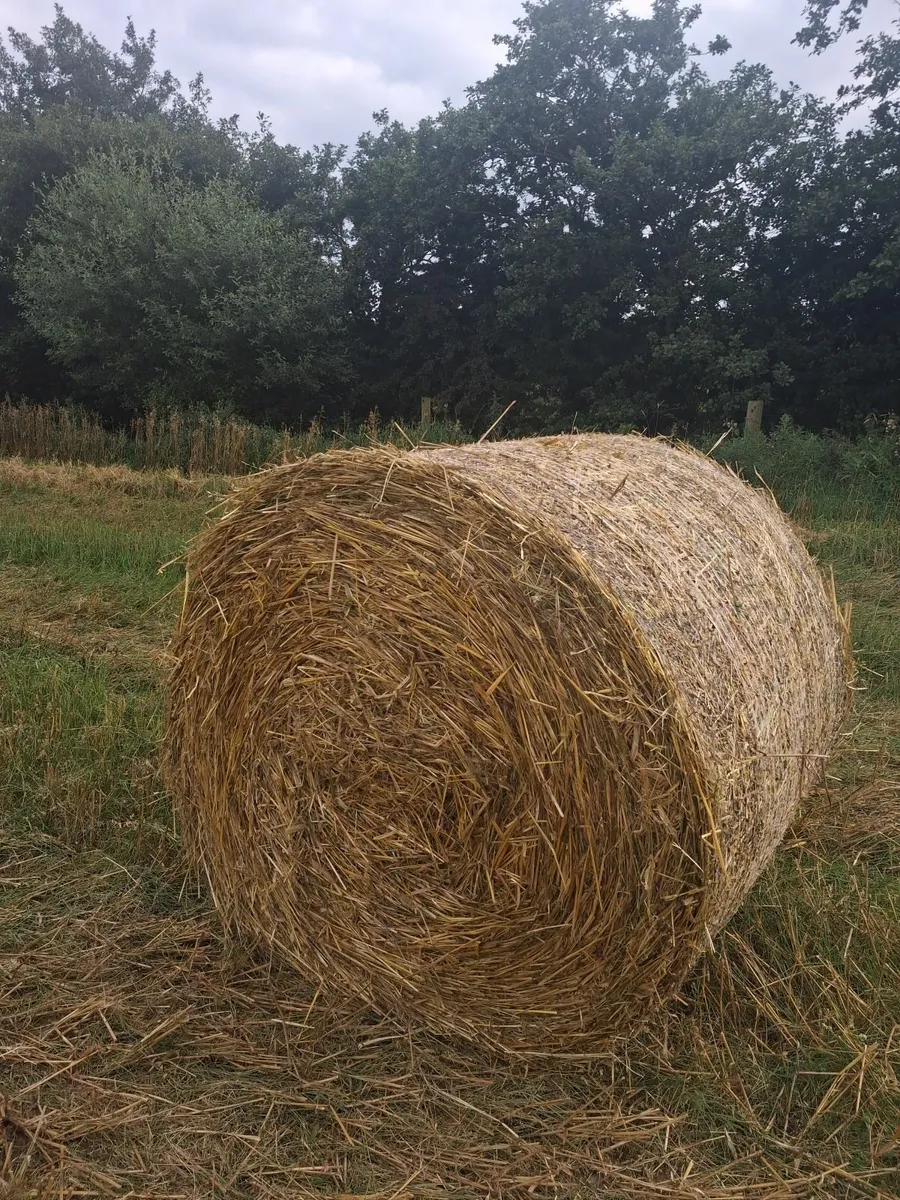 Oaten straw - Image 2
