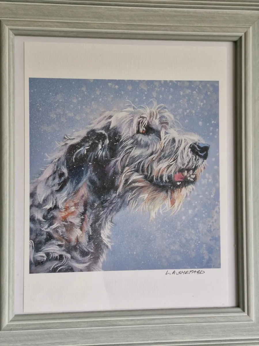 Framed print of Irish Wolfhound - Image 2