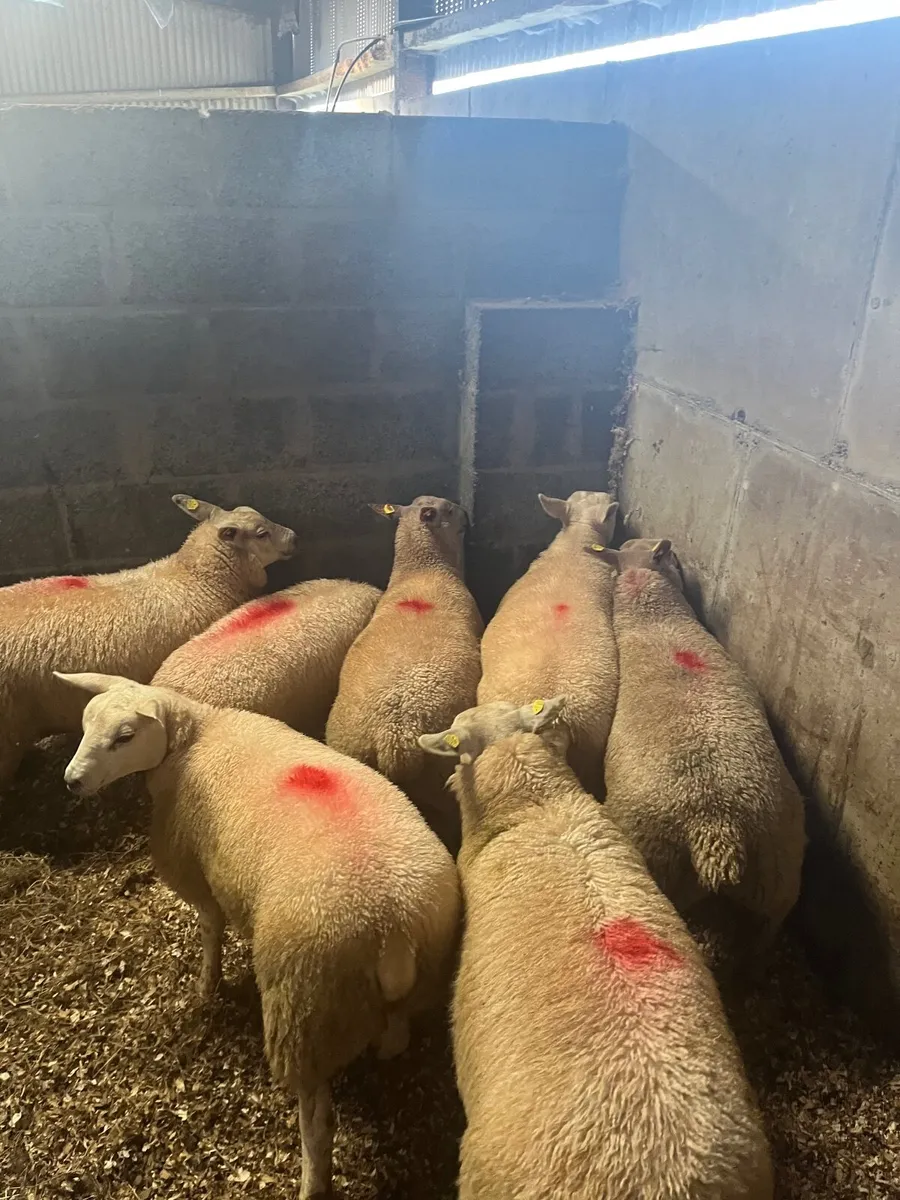 Ewe lambs - Image 1