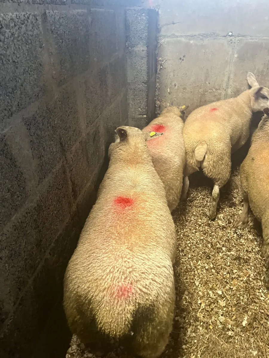 Ewe lambs - Image 3