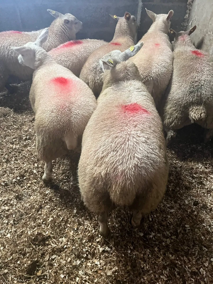Ewe lambs - Image 4