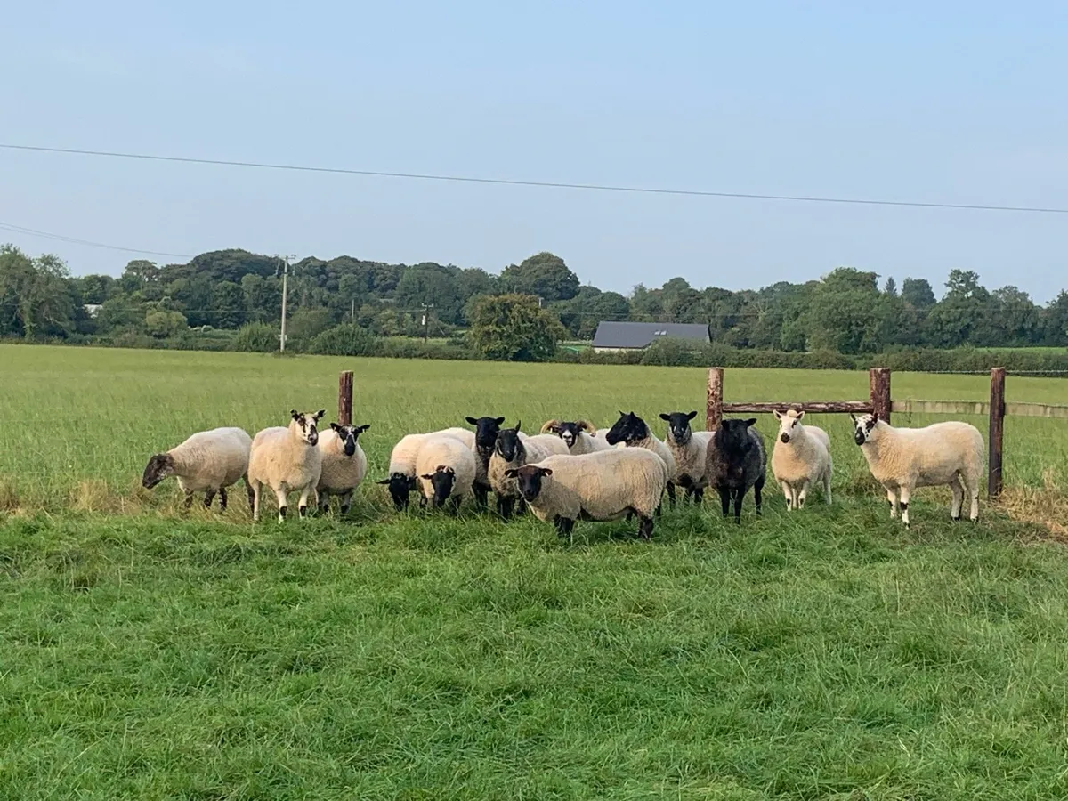 Organic breeding hoggets - Image 1