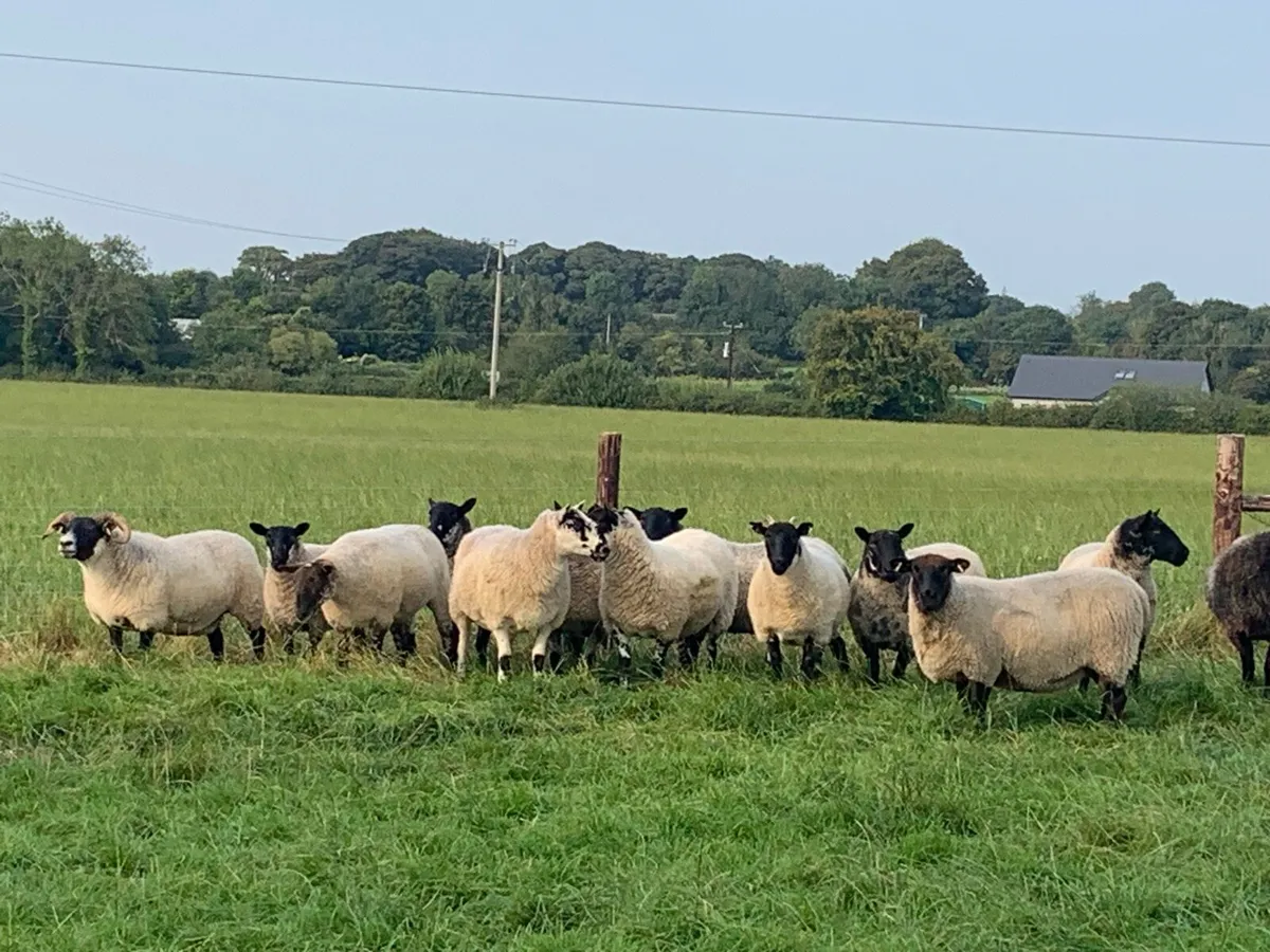 Organic breeding hoggets - Image 2