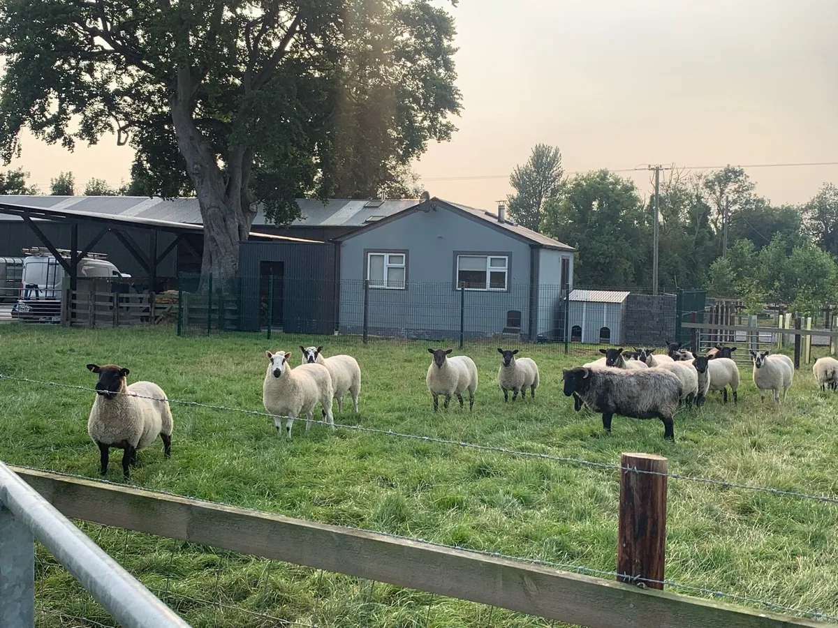 Organic breeding hoggets - Image 4