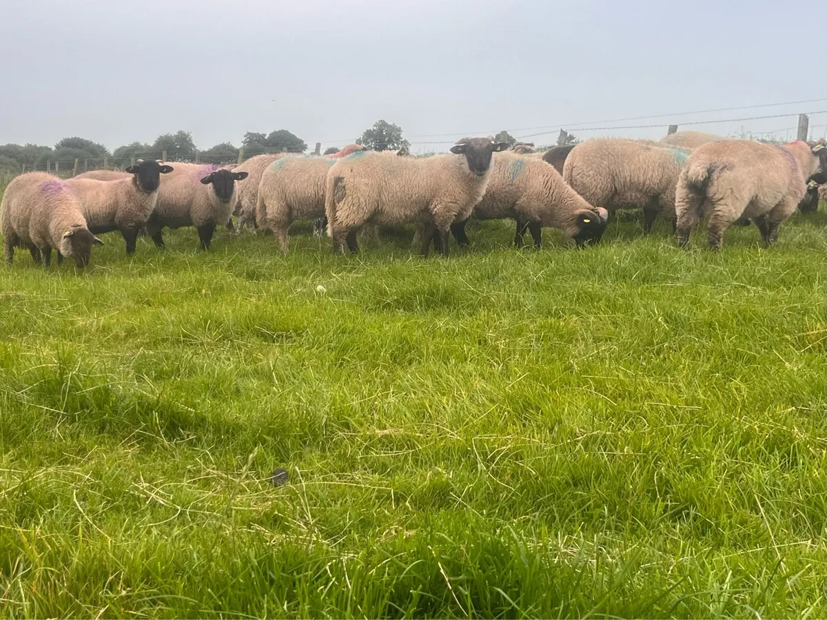 35 ram lambs. - Image 1
