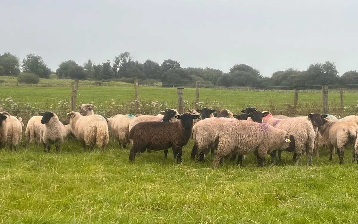 35 ram lambs. - Image 2