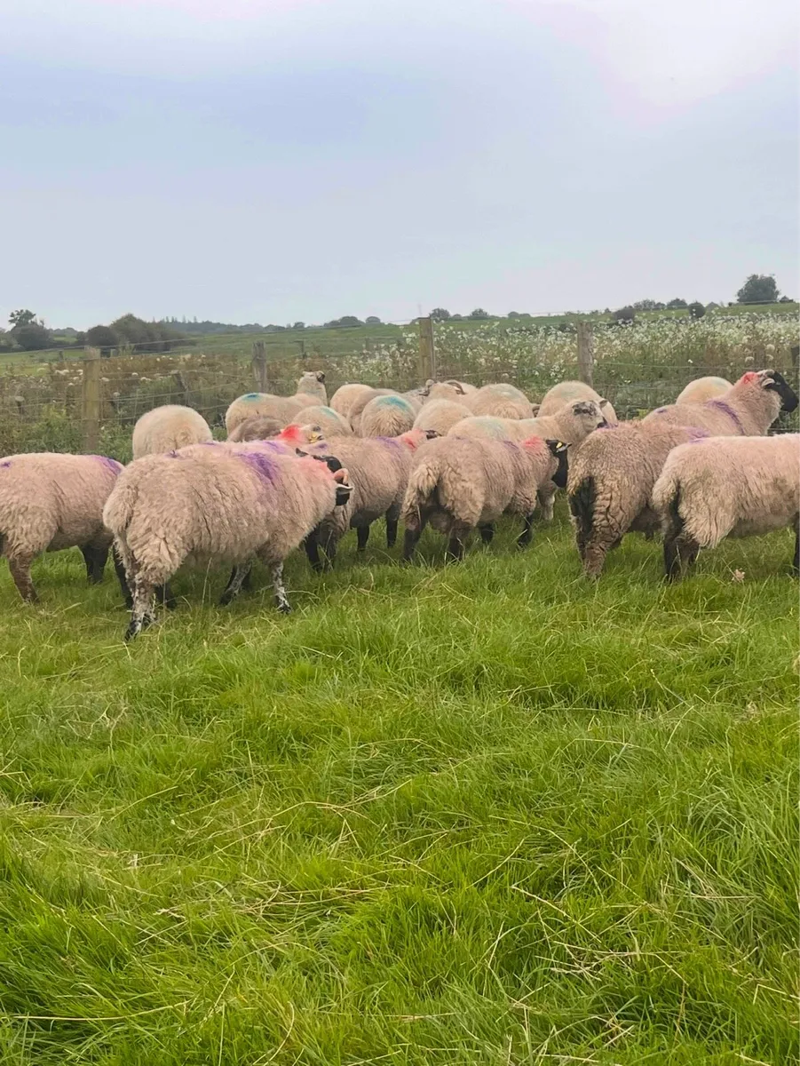 35 ram lambs. - Image 3