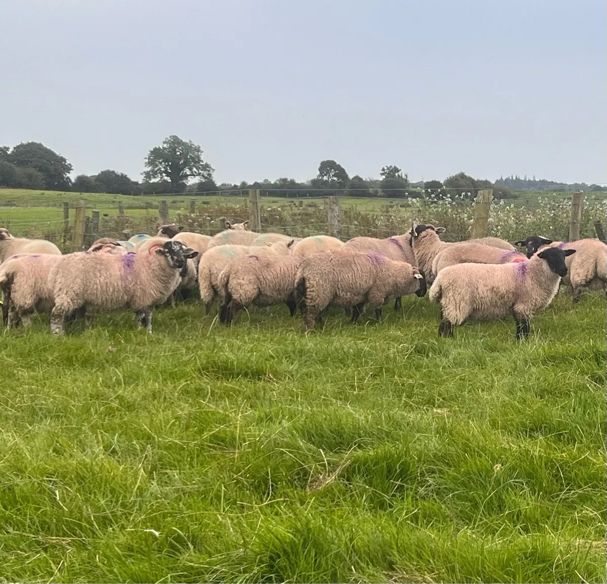 35 ram lambs. - Image 4