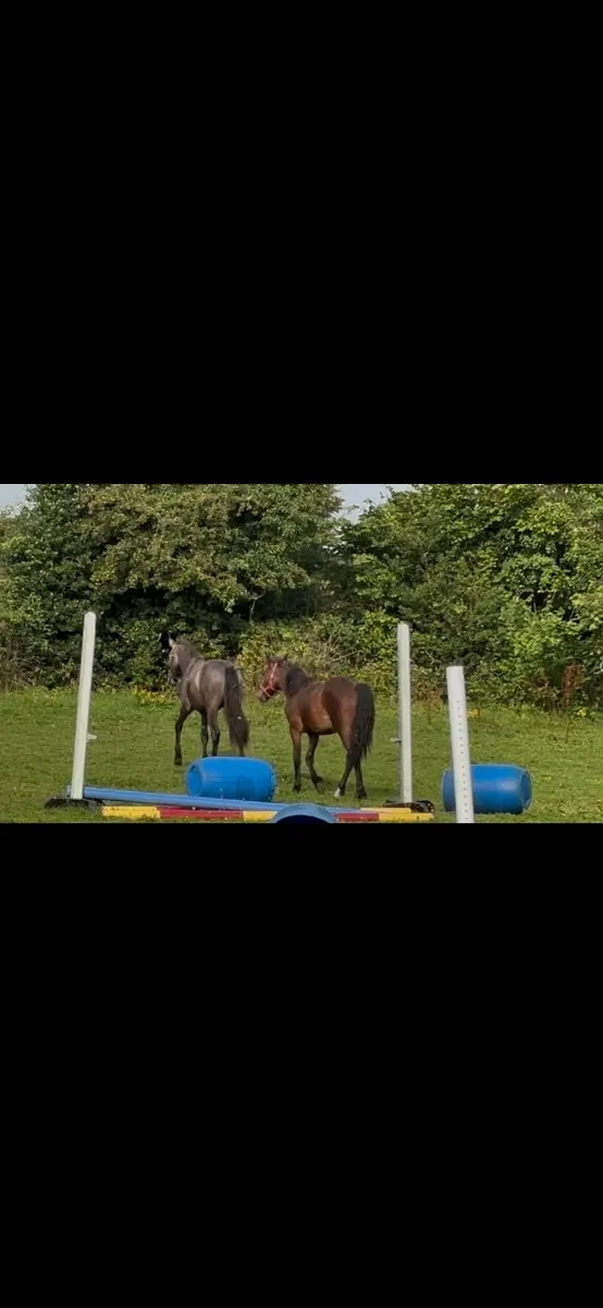 2 Connemara yearling fillies - Image 2